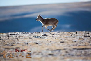 (跳跳鱼世界百科)探秘跳跳鱼世界禁曲：神秘音乐的背后隐藏着怎样的秘密？