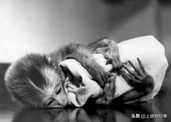 “在生化危机中生存：为什么母乳喂养是养活小猴子的关键策略”