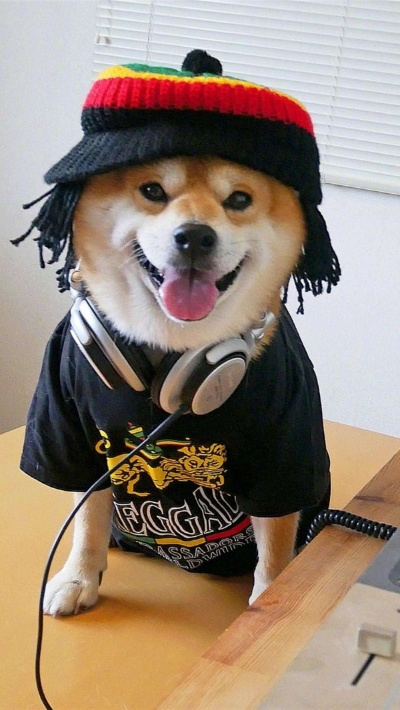 (柴犬侠客图片)柴犬侠表情包：萌宠带你领略幽默与可爱的完美结合