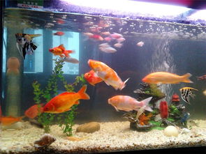 轻松养鱼水族馆安卓版下载-轻松养鱼水族馆整合包下载v.3.88 轻松养鱼水族馆安卓版下载-轻松养鱼水族馆整合包下载v.3.88